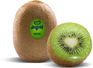 Kiwi Jingold Green